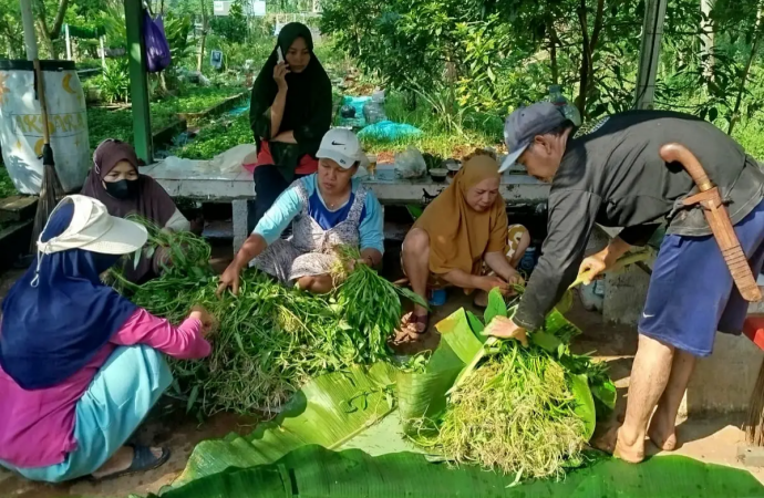kangkung(1).png